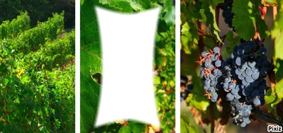 bandeau de vignes Montage photo