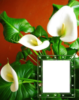 Parfum de fleurs Photo frame effect