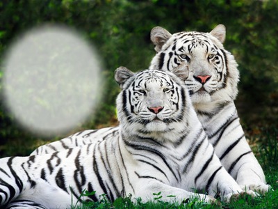 Tigres blancos Montaje fotografico