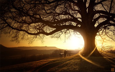 arbre et soleil couchant Fotomontasje