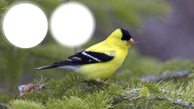 oiseaux jaune Φωτομοντάζ