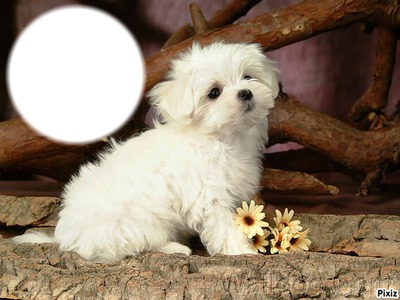 perrito blanco Photomontage