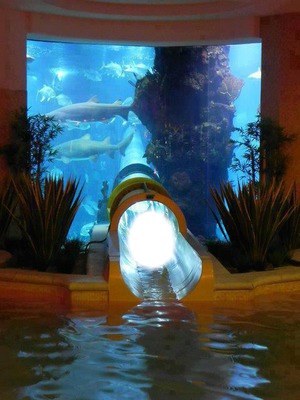 la piscine requin Fotomontagem