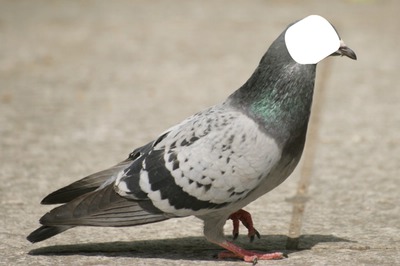 Pigeon Photomontage