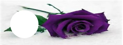 purple rose in the snow Photo frame effect