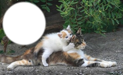 *Famille chatons* Fotomontage