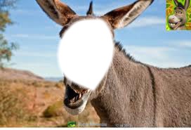 burro Photo frame effect