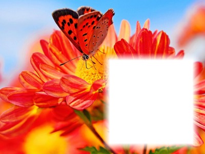 cadre papillon Photomontage