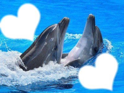 Les dauphins Fotomontage