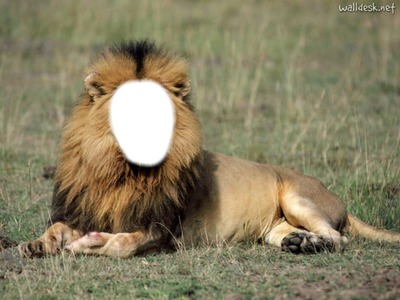 Tête de lion Photomontage