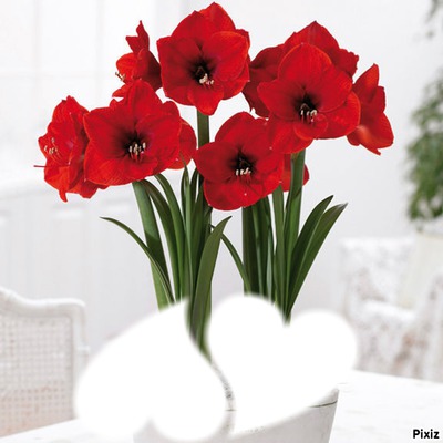 Fleurs Amaryllis Fotomontaggio