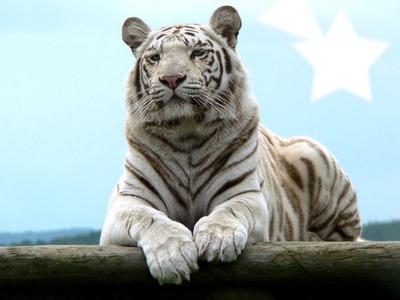 tigre de las nieves Photomontage