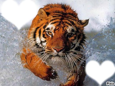 tigre Photo frame effect
