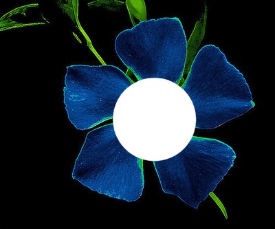 flor azul フォトモンタージュ