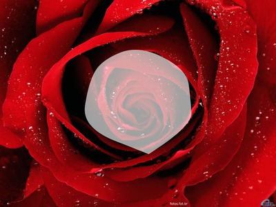 Rose red Photo frame effect