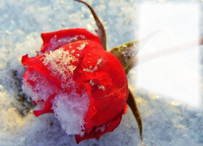 Rose sous la neige Фотомонтажа