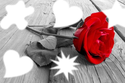 Rose rouge sur plancher Fotomontaż