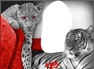 tigre rouge Photo frame effect