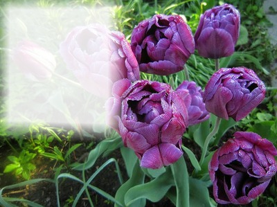 Les tulipes Fotomontasje