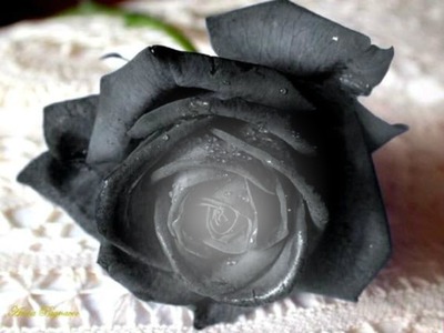 Rosa negra Montaje fotografico