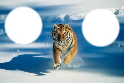 tiger Fotomontáž