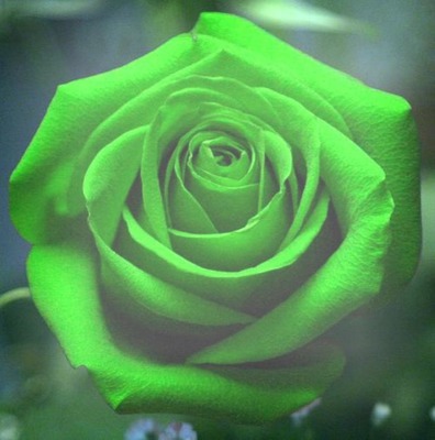 Rosa verde Montaje fotografico