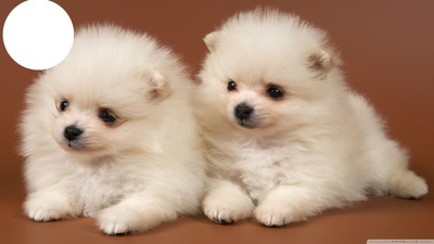 cute puppies Photo frame effect