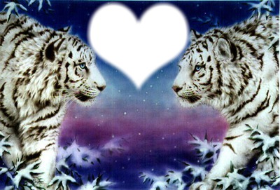 amour des tigres Fotomontáž