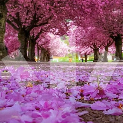 cerisier fleurie Fotomontasje