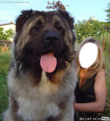 j'ai un gros chien Fotomontāža