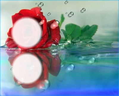 Rose rouge Fotomontaggio