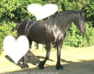 love chevaux Valokuvamontaasi