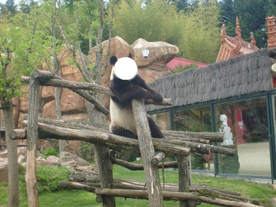 un panda Fotomontáž