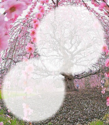 cerisier Fotómontázs