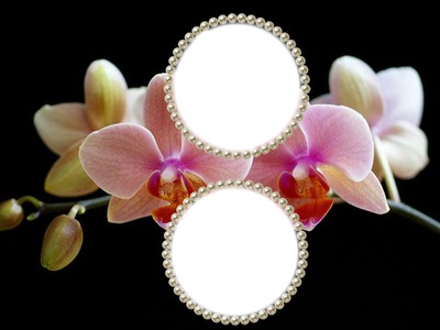 cadre orchidées Montage photo