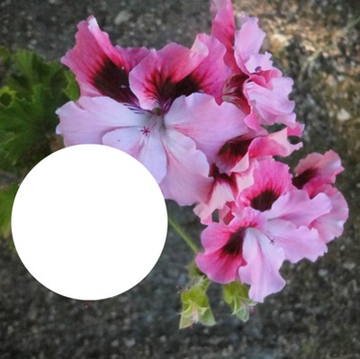 Begonia Photo frame effect