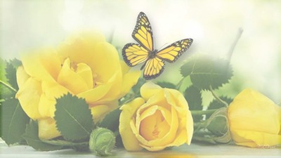 yellow roses Photo frame effect