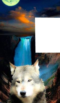Loup clair de lune Fotomontage