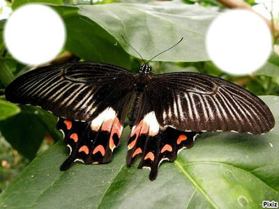 Papillon géant"le grand mormon" フォトモンタージュ