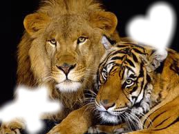 lion & tigre Montaje fotografico