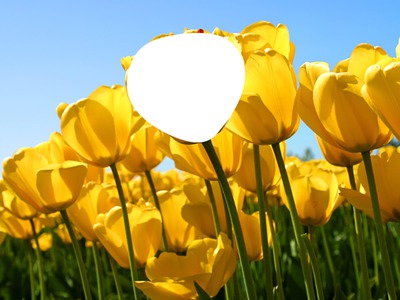 ¿Quiéres ser un tulipán? Fotomontaža