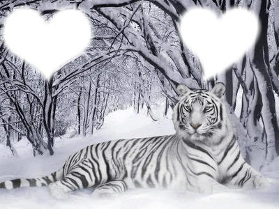 Tigre bland Fotomontáž