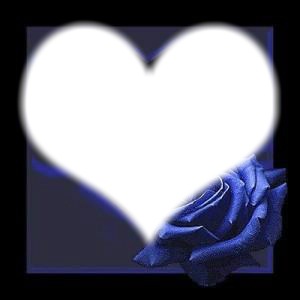 Rosa azul do amor! Fotomontage