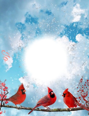 Cardinals Valokuvamontaasi