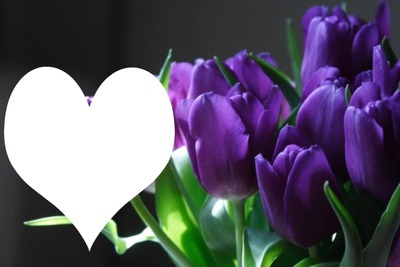 tulipan Photomontage