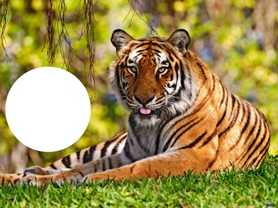 Леопард - Тигър Фотомонтаж