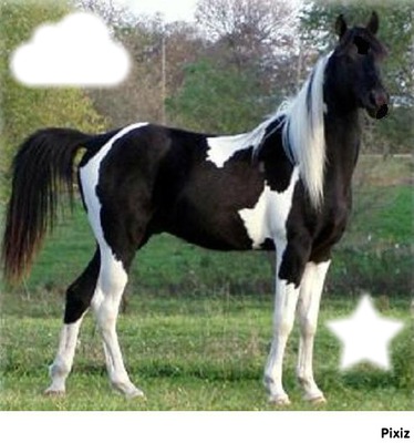 !! Paint Horse !! Fotomontaža