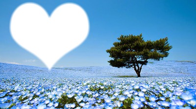 flores azules2 Montaje fotografico