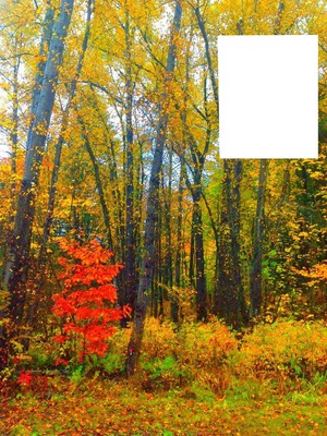 Forêt en automne Photomontage