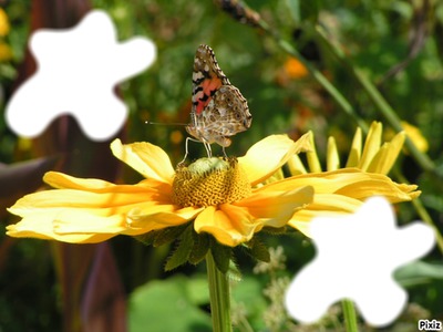 *Papillon* Fotoğraf editörü
